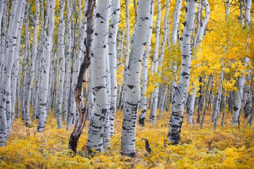Aspen